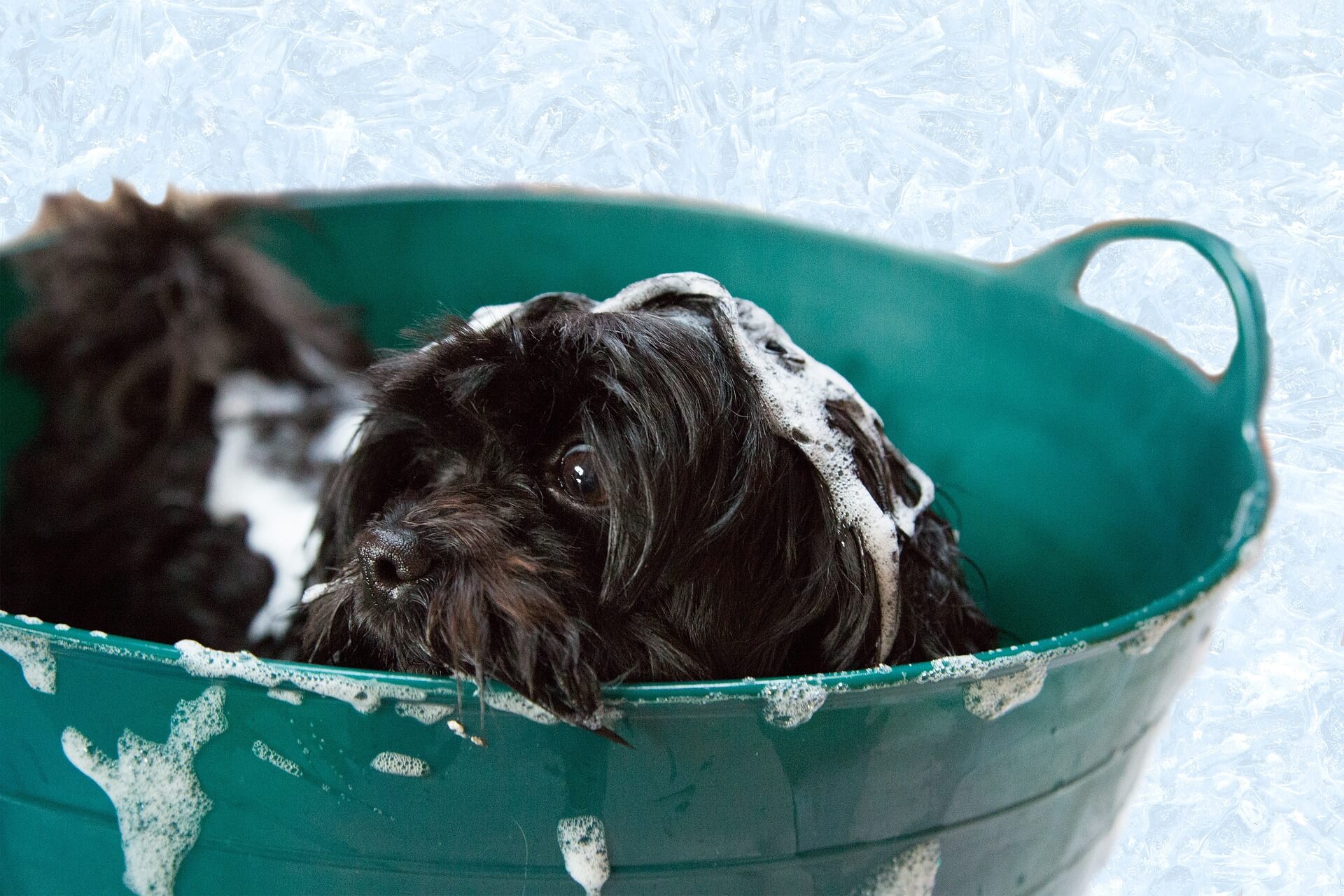 Best Dog Shampoo for Itchy Skin: My Buying Guide and Recommendations
