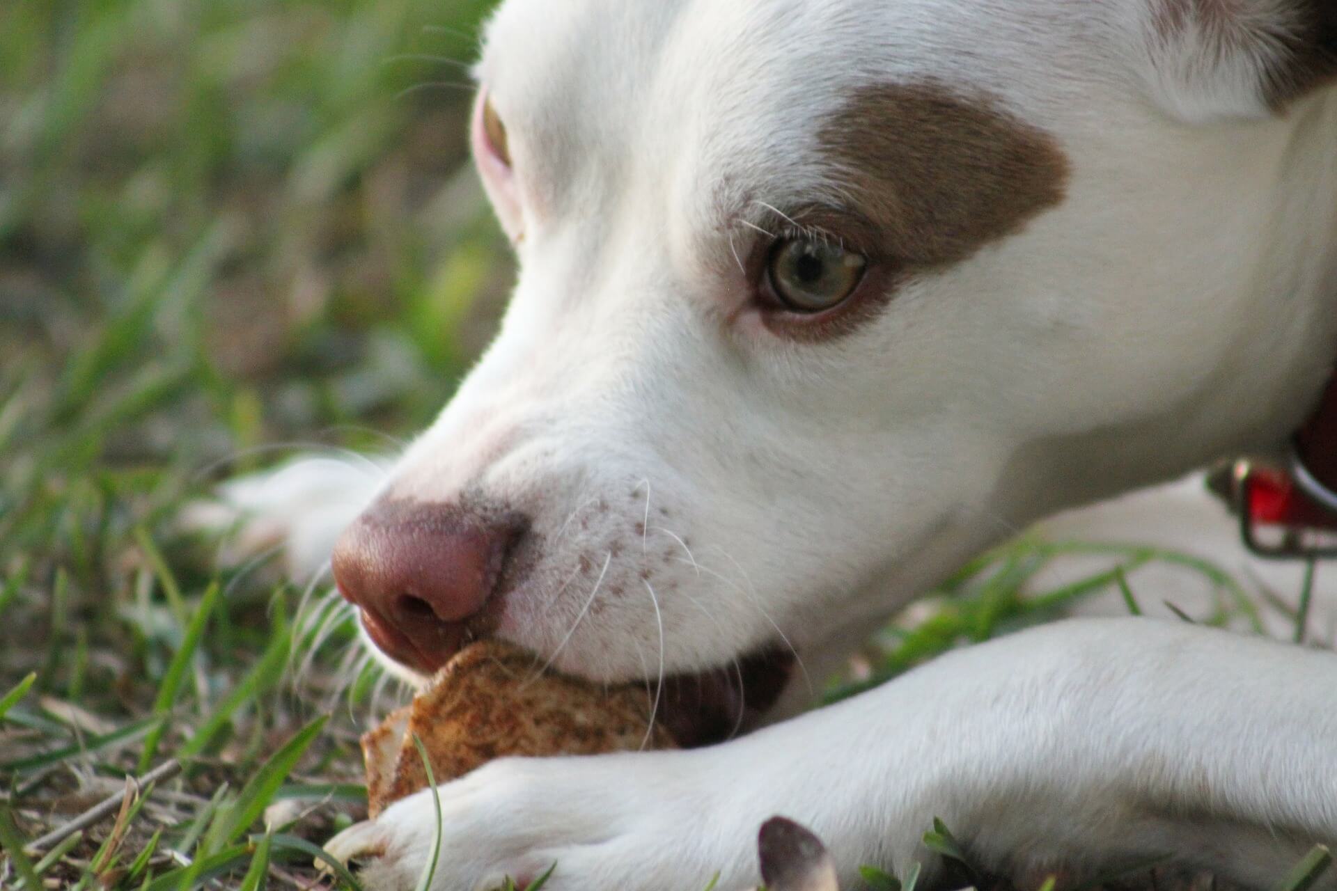 Why Your Puppy Won't Eat Reasons and Remedies
